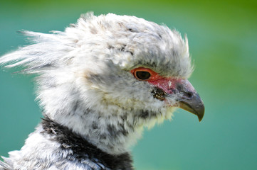 Baby eagle or Eaglet viewed from the side