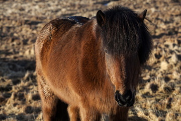 Fototapeta premium Brown Icelandic pony on a meadow