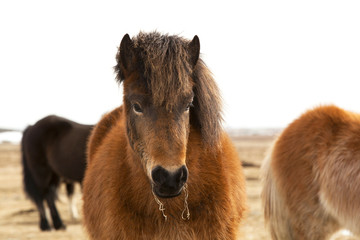 Portrait of an Icelandic pony with a brown mane