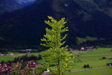 Naturlandschaft im Allgäu