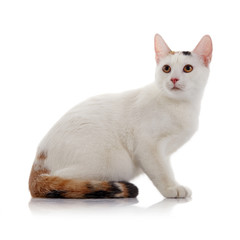 The white domestic cat with a multi-colored tail
