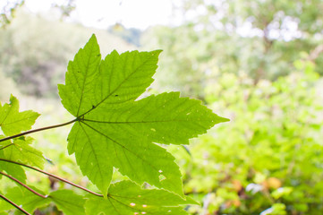 Fototapeta na wymiar Single green leaf against a bright sunny background