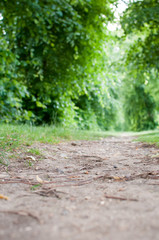 Dirt track through woodland viewed from a low angle