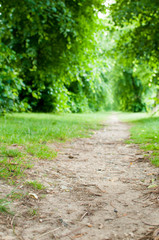 Fototapeta premium Dirt track through woodland viewed from a low angle