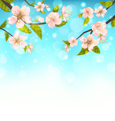 Cherry Blossom, Branches of Tree, Natural Glowing Background