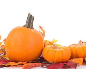 Autumn Pumpkins and Gourds on a White Background