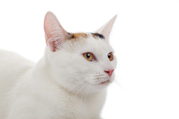 Portrait of a white cat