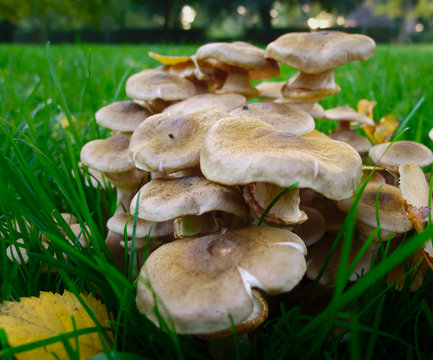 Toadstools-mushrooms in the park