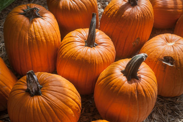 Colorful pumpkins collection on the market