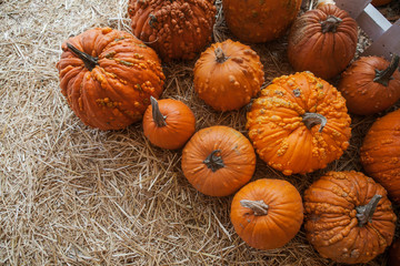 Pumpkin patch in a field of straw. Background for fall, autumn