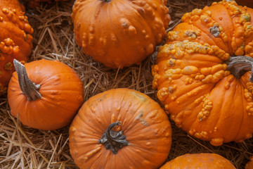 Pumpkin patch in a field of straw. Background for fall, autumn