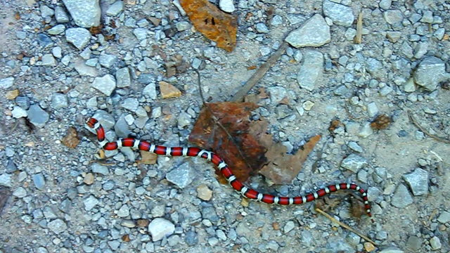 Red Milk Snake (Lampropeltis triangulum syspila) in southern Illinois