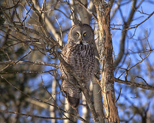 Great Grey Owl