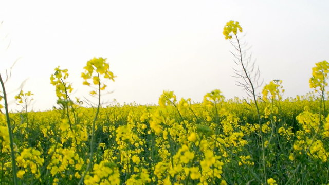 Field of blossoming yellow Canola or Rapeseed on a windy day.