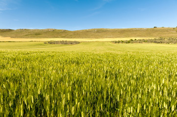 Puglia, campi di grano nel Parco Nazionale dell'Alta Murgia 