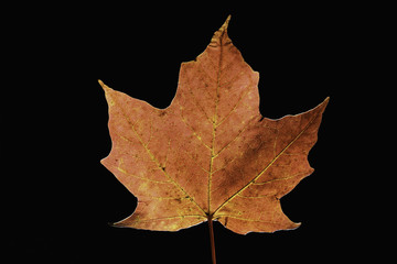 Beautiful maple leaves