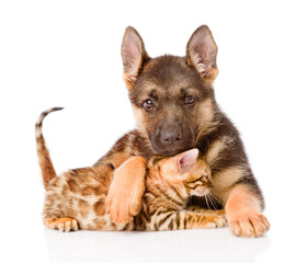 cute puppy embracing little kitten. isolated on white background