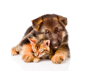 Fototapeta premium german shepherd puppy dog embracing little bengal cat. isolated