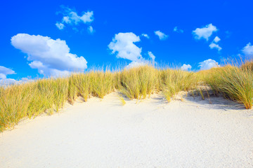 Grass on a white sand dunes beach and blue sky