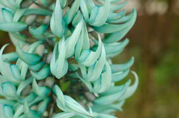 Jade or Emerald vine flower (Strongylodon macrobotrys)