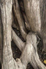 Fototapeta na wymiar Twisted roots of bleached stump on beach of Flagstaff Lake in northwestern Maine.