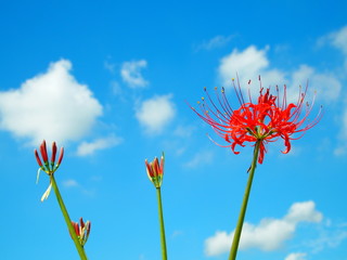 青空と彼岸花