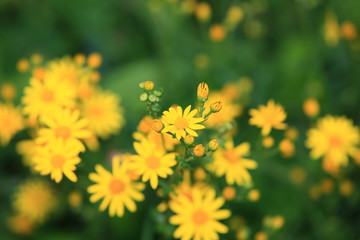 Yellow flower