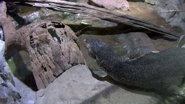 Water monitor lizard reptile sitting by a running stream.