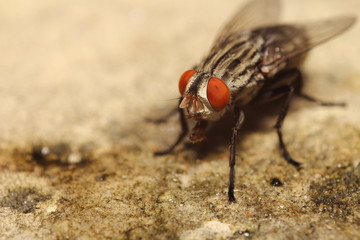 fly, isolated, white, fruit, background, macro, nature, flies, i