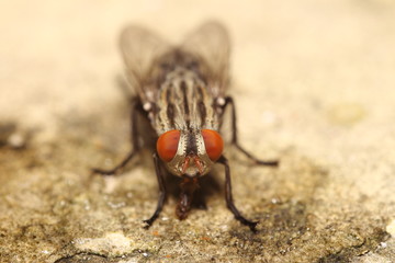 fly, isolated, white, fruit, background, macro, nature, flies, i