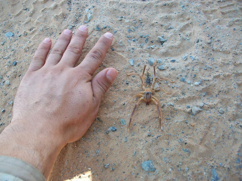Comparison of the sizes of a Solifugae with the palm size