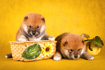 Shiba Inu sits on a yellow background in the basket
