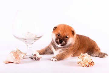 Shiba Inu puppy on a white background with decoration
