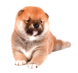 Obraz premium Shiba Inu puppy isolated on a white background