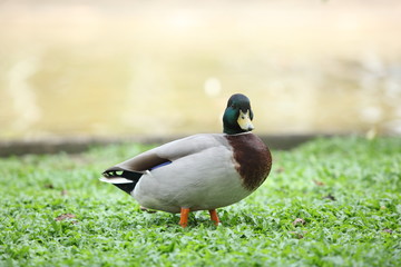 male mallard