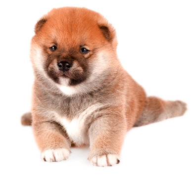 Shiba Inu puppy isolated on a white background