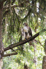 Red Tail Hawk Perched on a Tree Branch