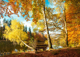 Obraz premium Beautiful autumn forest landscape. Fall in park