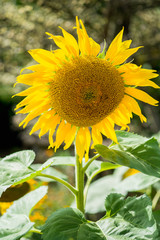 sun flowers