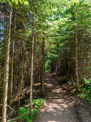 Hiking Trail at Tettegouche State Park in Minnesota 3