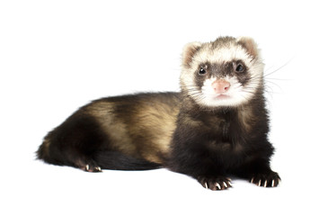 Красивый хорек