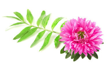 Красивый цветок макро розовый