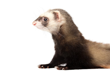 Милый хорек