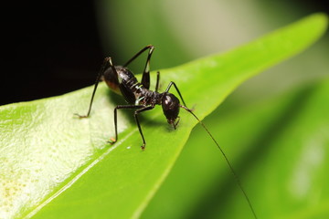 Small Insect and bug