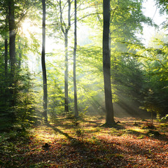 Fototapeta premium Morning in the forest