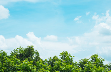 Blush tree with beautiful blue sky and cloud for background.