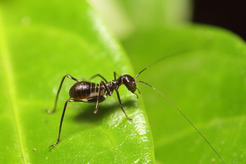 Naklejka premium Small Insect and bug