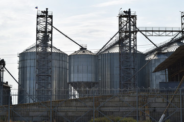 Obraz premium Rice plant