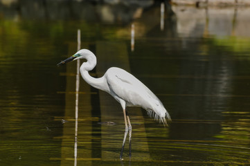 Great White Egret (Ardea Alba) fishing