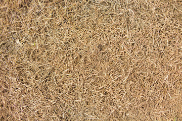 dead grass dry grass, yellow grass